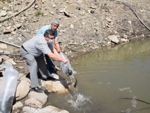 20 bin aynalı sazan gölete bırakıldı