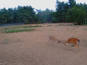 Alageyiklerin kavgası foto kapana yakalandı