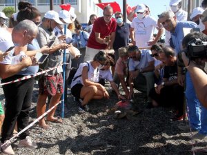 Uydu takip cihazı takılan 2 caretta caretta denize bırakıldı