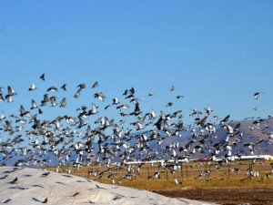 Muş’ta binlerce kuş hasadı yapılan tahıl yığınlarını mesken tuttu