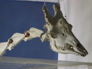 Elazığ’da 50 çeşit hayvanın anatomik yapısının bulunduğu müzede, Türkiye’de ilk olan zürafa iskeleti yer alıyor