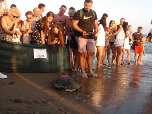 Tedavisi tamamlanan deniz kaplumbağaları yaşam alanlarına bırakıldı