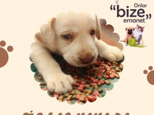 Datça İlçe Milli Eğitim’den mama kampanyası