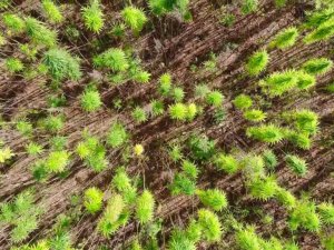 Yerli ve milli kenevirler hasat için gün sayıyor: Boyu 4,5 metreye ulaştı