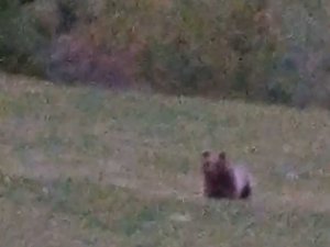 Köye kadar inen boz ayı böyle görüntülendi