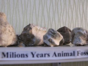 Elazığ’da 8 milyon yıllık hayvan fosilleri sergileniyor