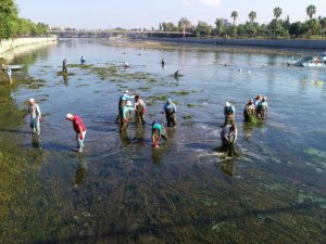 Seyhan Nehri’ni istila eden yosunlar temizleniyor