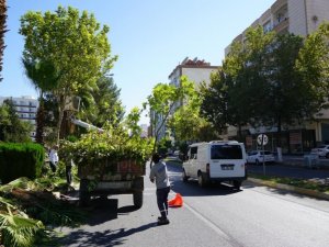 Adıyaman’da ağaçlar budanıyor
