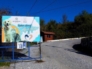 Kuşadası Belediyesi, 9 ayda 2 bin 95 can dosta ev sahipliği yaptı