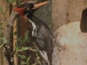 ABD’de 23 canlı türünün nesli tükendi