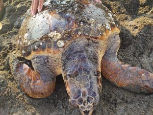 Başına darbe alan yaralı caretta carettayı cankurtaranlar kurtardı