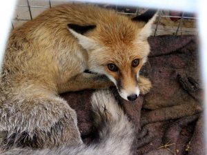 Otomobil çarpan Kızıl tilki tedavi altına alındı