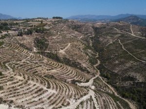 Adana’da yanan ormanlık alan yeşerdi