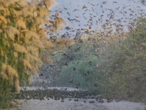 Serçelerin muhteşem göçü böyle görüntülendi
