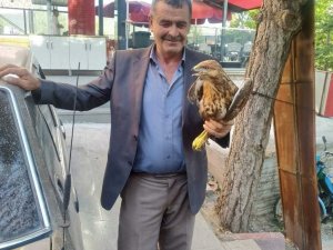 Yaralı vaziyette bulunan Kızıl şahin koruma altına alındı