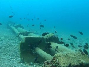 Kızıldeniz’den Akdeniz’e gelen istilacı balık türleri yönünü Ege denizine çevirdi