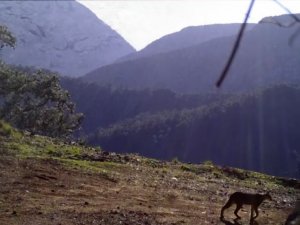 Ormanın hayalet kedisi Karakulak, Antalya sınırlarında görüntülendi