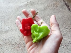 Gül şeklindeki biberler görenleri şaşırtıyor