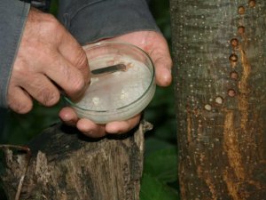 Kestane ormanlarında kestane dal kanseriyle ilgili mücadele devam ediyor