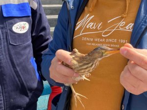 Nesli tükenmek üzere olan balaban kuşu yaralı halde bulundu
