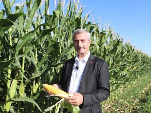 Başkan Tahmazoğlu mısır hasadına katıldı