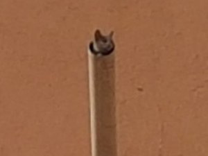 İtfaiye ekibinin kedi imtihanı