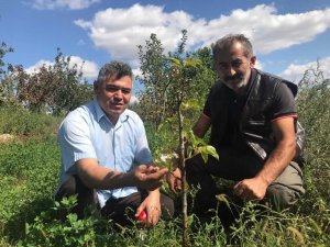 Armut ağacı sonbaharda çiçek açtı