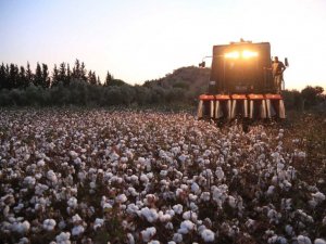 Milas’ta pamuk hasadı başladı