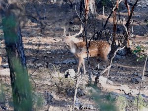Dünyada genetiği bozulmamış tek saf alageyik ırkı Türkiye’de