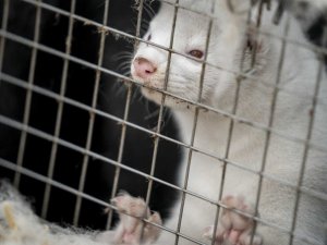 Finlandiya’da vizonlar Covid-19’a karşı aşılanacak