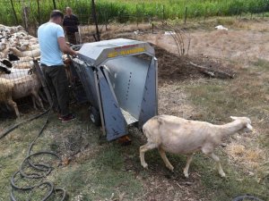 Büyükşehir’den hayvan üreticilerine ilaçlama desteği