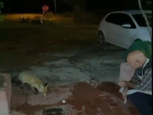 Bir kez yemek verdi, sevimli tilki lokantanın daimi ziyaretçisi oldu