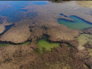 Pelitözü Göleti böyle giderse yosundan görünmeyecek