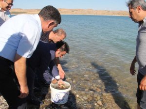 Atatürk Barajına şabut balığı bırakıldı