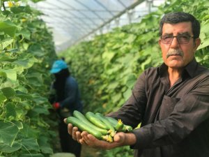 Kuraklık seracıları da vurdu, rekoltede yüzde 40 kayıp var
