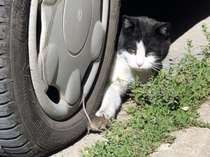 Kedinin fare ile oyunu gülümsetti