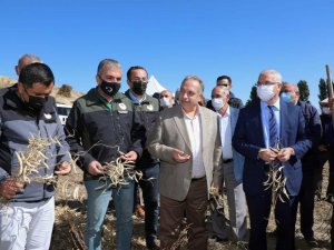 Tohum Belediyeden, hasat çiftçiden