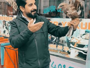 Diyadin’de yaralı şahin bulundu