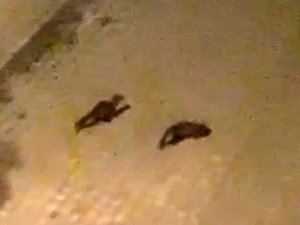 Nesli tükenmekte olan gelincik Ardahan’da şehre indi