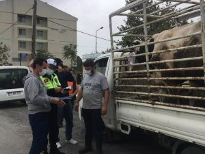 Kırklareli’nde canlı hayvan sevkiyatı yapan araçlar denetlendi
