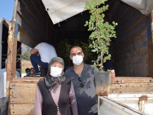 Kıraç araziler için çiftçilere keçi boynuzu fidanı dağıtıldı