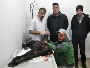 Çakallar manda yavrusunu yaraladı