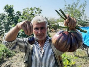 Bahçesinde yetiştirdiği 3 kiloluk patlıcan görenleri şaşırttı