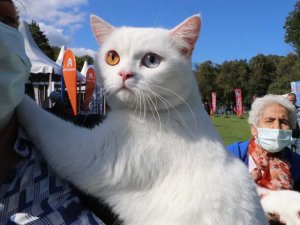 Birbirinden sevimli hayvanlar festivalin gözdesi oldu