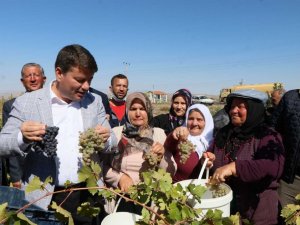 Aksaray’da festivalle bozulan bağlardaki üzümler pekmeze dönüştü