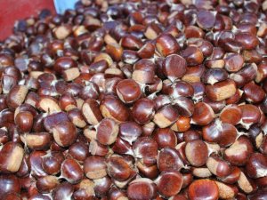 Türkeli’de sezonun ilk kestanesi tezgahlarda yerini aldı