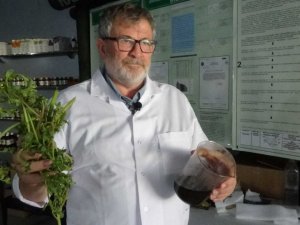 Semizotu tohumundan bitkisel omega 3 ilaç etken maddesi üretiyorlar