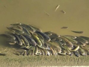 Yeşilırmak’ta üzen görüntüler: Balıklar böyle çırpındı