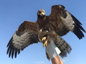 Van’da yaralı kuşlar tedavi altına alındı