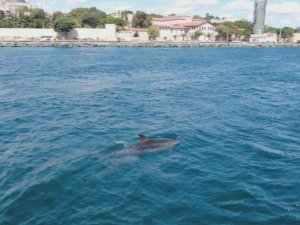 İstanbul’un sevimli misafirleri renkli görüntüler oluşturdu